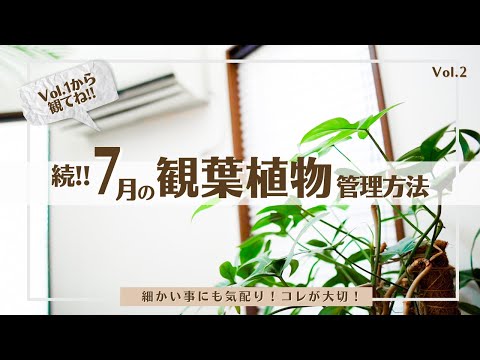 パキラの花の作り方は？理想的な状態を作り出すために、次の 5 つのメンテナンスのヒントに従ってください。  庭園