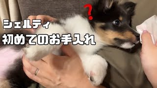 初めてブラッシングする子犬🐶