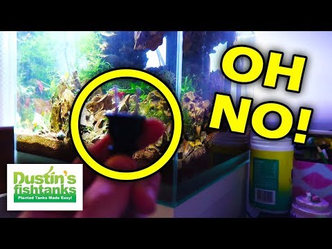 DISASTER AVOIDED! Aquarium Filter Not Working