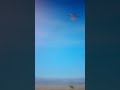 Scrat Screaming