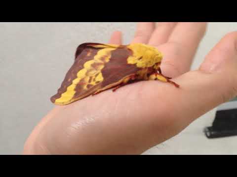 Citheronia Laocoon moth