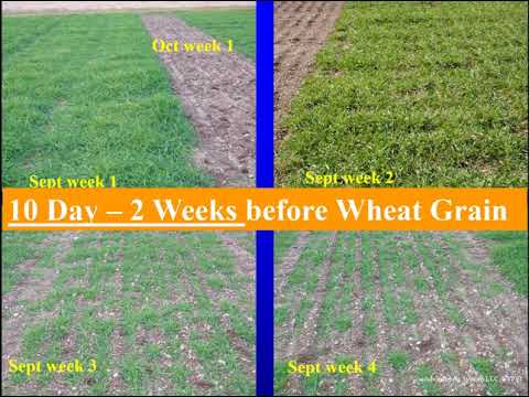 Establishing High Yield Winter Triticale 2017