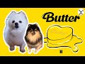 유튜브 다운로드 BTS (방탄소년단) Butter 강아지 리믹스 Dog Cover