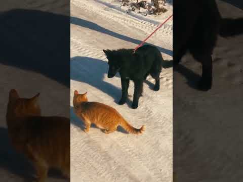 Belgischer Schäferhund Welpe kaufen