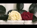 Две розы поет Олег Погудин 