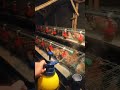 Semprot Gpu Tiap Malam Agar Ayam Terhindar Dari Virus Yang Merugikan Peternaksejahtera Ayamelba