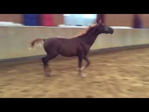 Hengstfohlen Le Vivaldi x Donnerhall x Rubinstein x Faschingsprinz