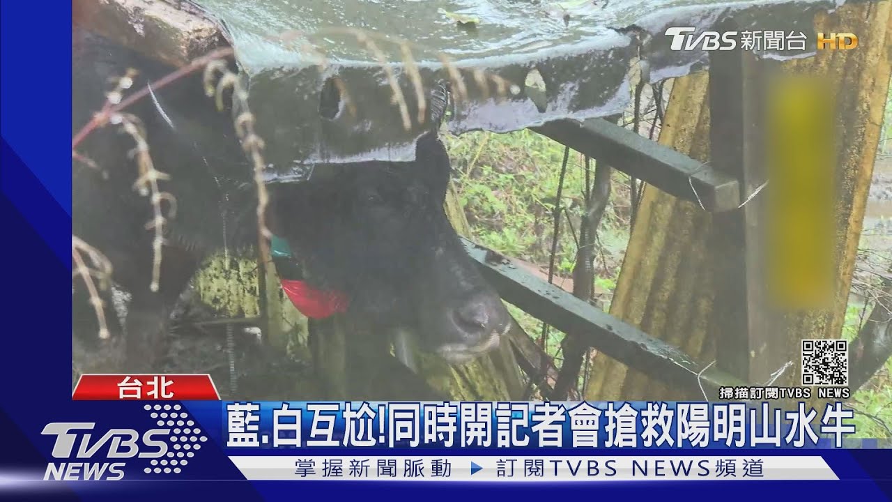 藍、白互尬！　同時開記者會搶救陽明山水牛