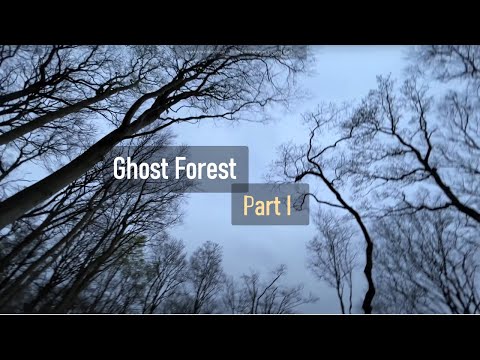 Ghost Forest (Gespensterwald) Part 1: Shadows of Nienhagen