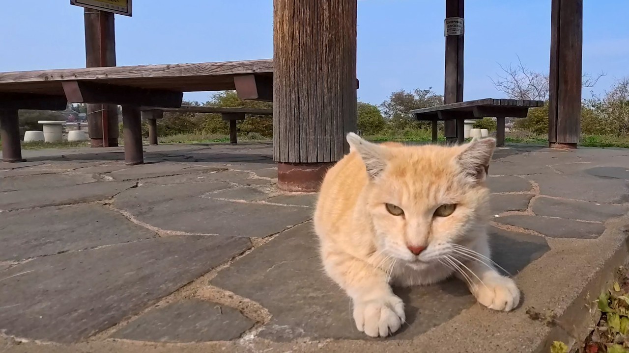 公園の小さい方の東屋を守る茶トラ猫が可愛すぎた…まるで番人みたいで癒される🐾