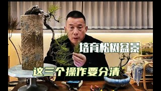 松树盆景有两种逼芽操作，掌握好成型会更快