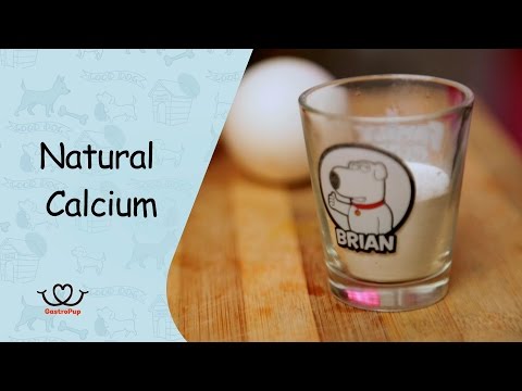 download lagu mp3 mp4 Homemade Dog Food Calcium, download lagu Homemade Dog Food Calcium gratis, unduh video klip Homemade Dog Food Calcium