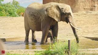 Elefantenbaby entdeckt die Außenanlage im Zoo Magdeburg 🐘