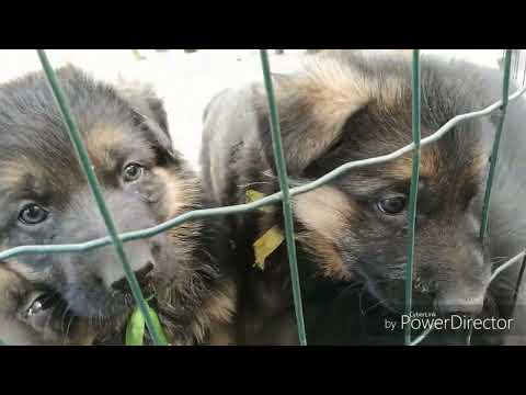 Una selección de divertidos cachorros del Pastor Alemán Pequeños ladrones 40 días desde elnacimiento