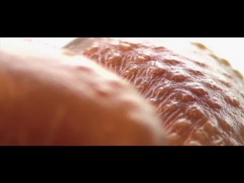 download lagu mp3 mp4 Boiled Chicken Skin, download lagu Boiled Chicken Skin gratis, unduh video klip Boiled Chicken Skin