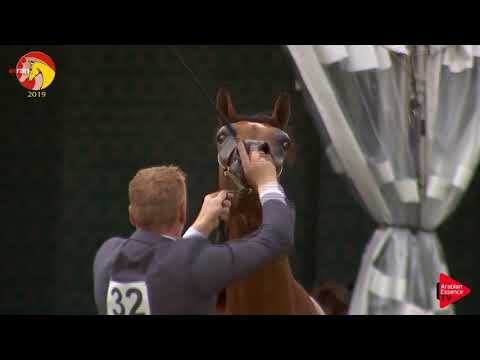 N.32 AJ RASLAN - ELRAN CUP 2019 - Colts 2 years old (Class 6)