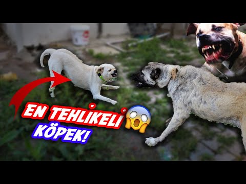 DÜNYANIN EN TEHLİKELİ KÖPEĞİYLE KANGALI KARŞILAŞTIRDIK! (KANGAL KORKTU)