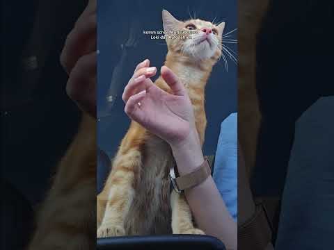 Loki musste wieder zum Tierarzt