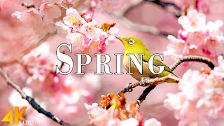 Spring 4K Ultra HD • Stunning Footage Spring, Scenic Relaxation Film with Calming Music