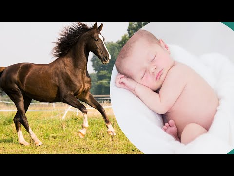 , title : '♥ Un mod minunat de a dormi un copil - sunetul unui cal în galop ♥ Adormi copilul ♥'
