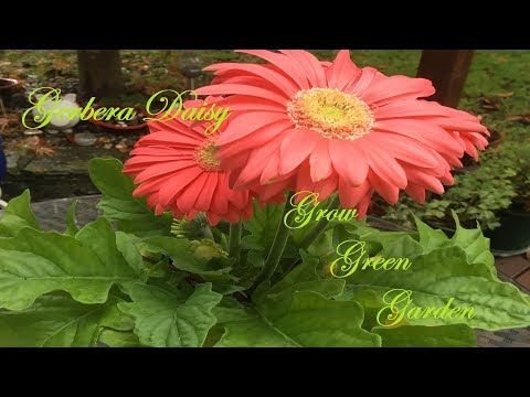 image-Do outdoor gerbera come back every year?