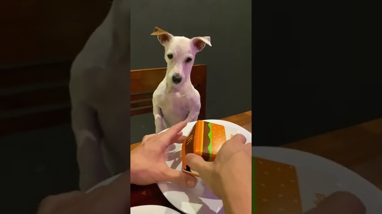 This is an Injustice || ViralHog