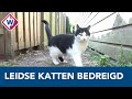 Vrijwilligers speeltuin dreigen katten te ontvoeren: 'Poep is echt een probleem' - OMROEP WEST