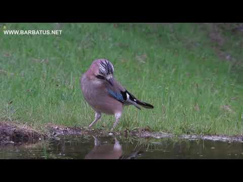 Arrendajo común ( Garrulus glandarius ) Jay