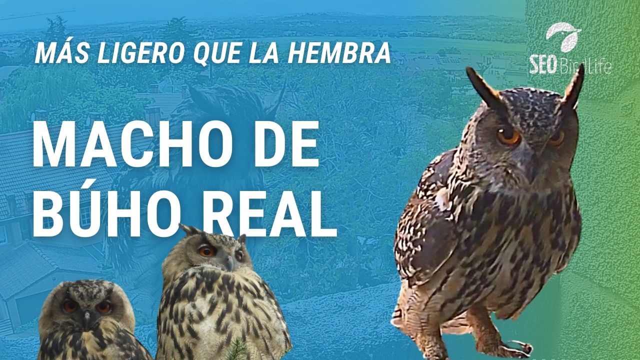 EL MACHO. Búhos reales del noroeste de Madrid, España. Eurasian Eagle-Owl, Spain.