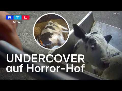 UNDERCOVER: SOKO-Tierschutz deckt Tierquälerei im Allgäu auf