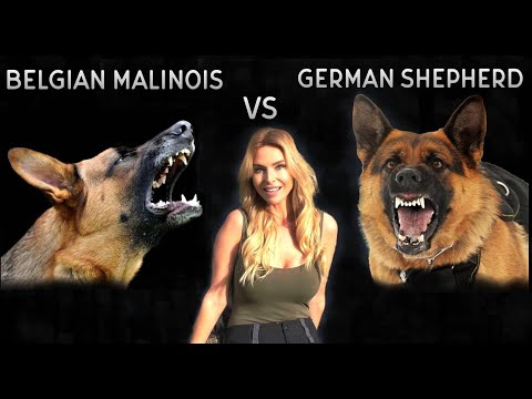 BELGIAN MALINOIS VS GERMAN SHEPHERD DOG - WHO IS KING?