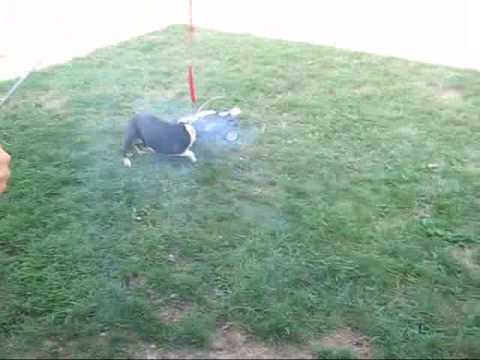 Family Rocks with Zeppelin