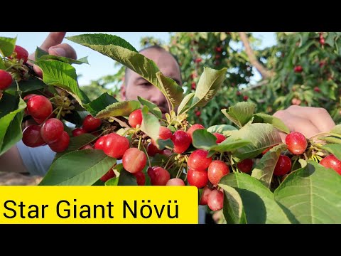 Star Giant ( Star gigant ) Gilas Növü Maksima 14 calaq altısı üzərində