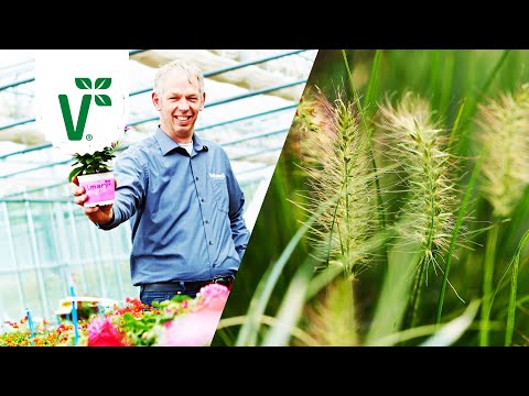 Gräser pflanzen - worauf muss man achten? - Volkers Gartenwissen