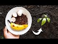 Coffee Grounds And Banana Peels For Plants