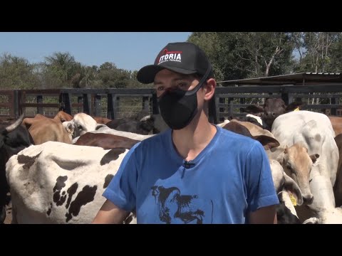 Propriedade rural investe em transferência de embriões em tempo fixo congelado 07 08 2021