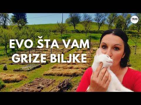 How to Fight Against Crickets?