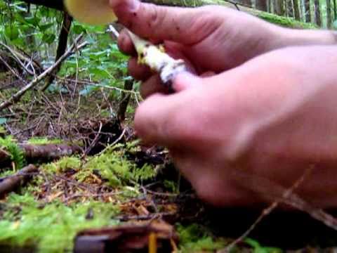 Death Cap Mushroom - Amanita phalloides
