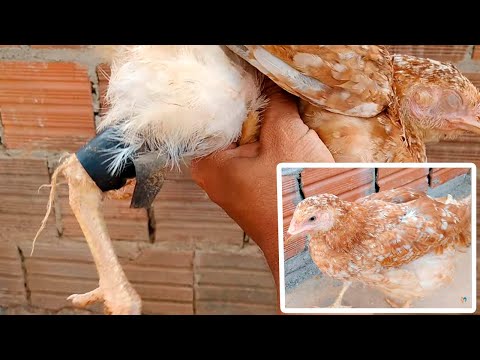 How to Heal a Chicken's Broken Leg - FAST