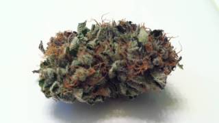 Master Bubba Kush - LA Bud Smoke in Los Angeles