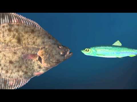 Die Flunder und der Harung (In einen Harung jung und schlank)