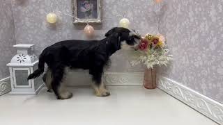 ミニチュアシュナウザーの動画01