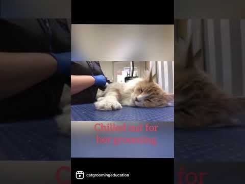 Maine coon cat loving her grooming session with- low stress groomer