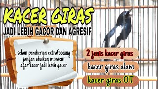 Download lagu KACER GIRAS BECOMES MORE GACOR||Don't Ignore These 2 Things ✓✓ mp3
