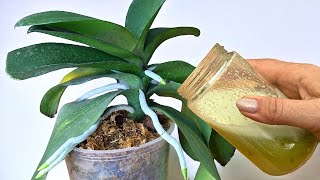 Ich gebe es Orchideen nur einmal im Monat und sie haben starke Blätter und viele Wurzeln und Blüten.