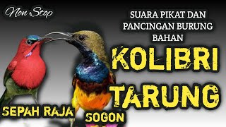 Download lagu Suara Pikat dan Pancingan Sogon dan Sepah Raja Tarung mp3