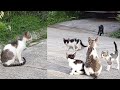Mother cat calling for her kittens Mom Cat Voice