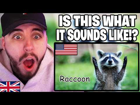 Brit Reacts to Animals of North America! Hearing Animal Sounds for the First Time