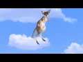 Joey Jumping