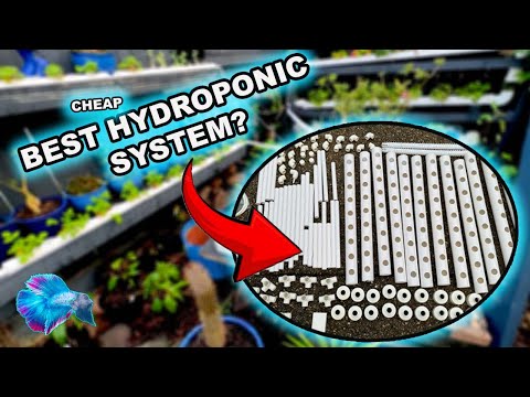 THE BEST CHEAP EBAY HYDROPONIC AQUAPONIC SYSTEM...